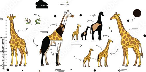 Giraffe growth stages illustration with baby juvenile adult lifecycle safari wildlife animal development and nature sequence icons set