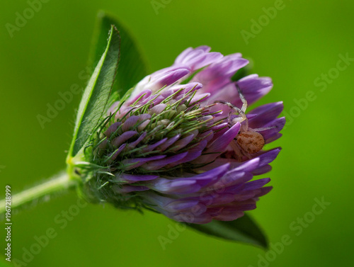 Crab spider hiding in a clover flower.