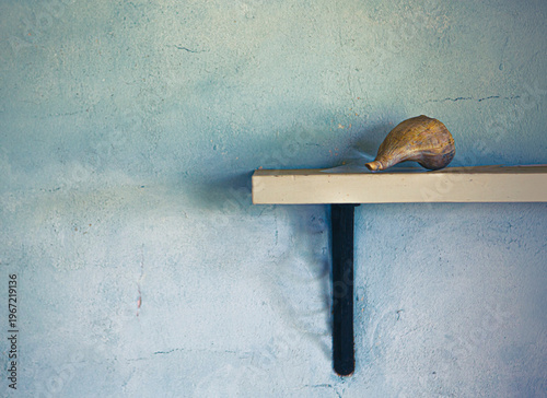 A seashell on a shelf