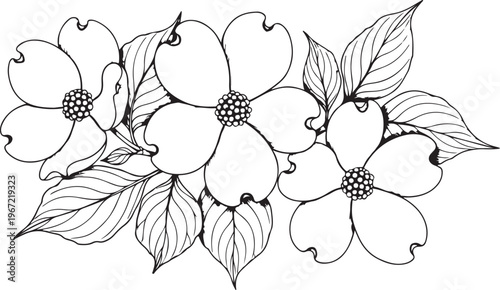 Delicate dogwood blossoms a black and white floral illustration
