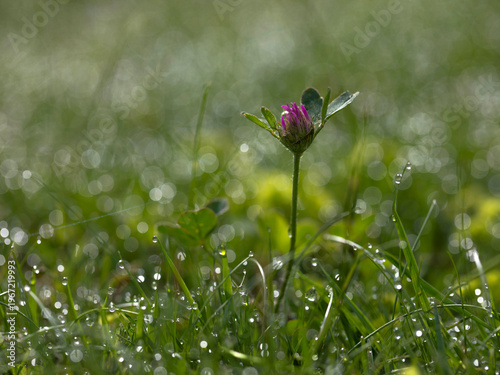 Clover Flower in the Wet Grass