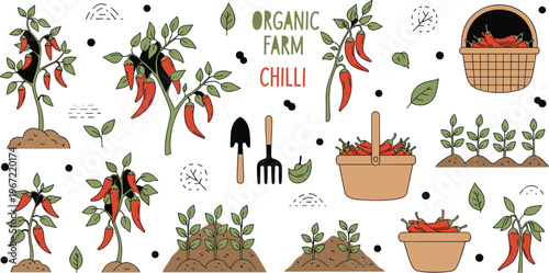 Chili pepper farming process icons set with planting growing harvesting organic farm vegetables and garden cultivation illustration