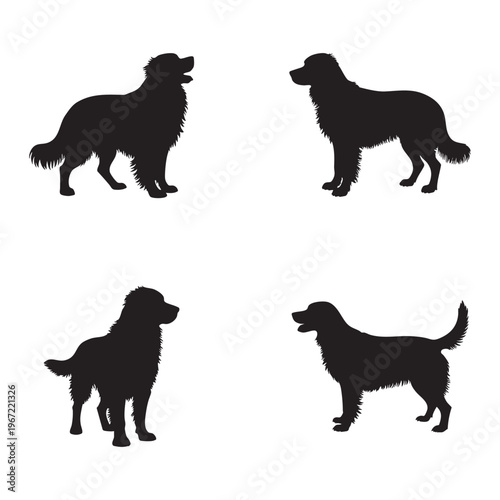 Silhouette of Bernese Mountain Dog Mix isolated on white background, vector illustration