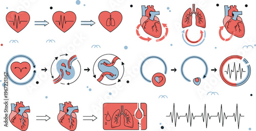Heart and cardiovascular system icons set with blood circulation heartbeat ECG lungs anatomy and medical health illustration