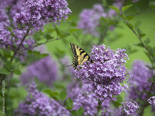 Eastern Swallowtail Butterfly  in the Lilacs.