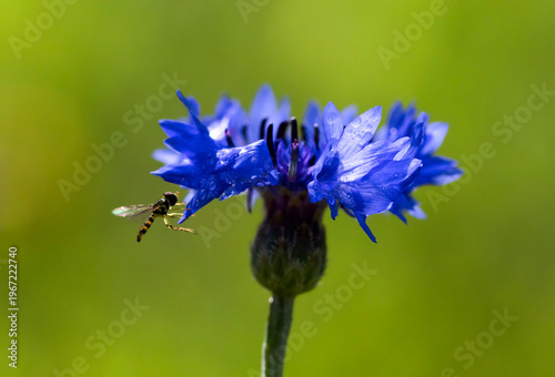Tiny Hoverfly Perched on a Cornflower