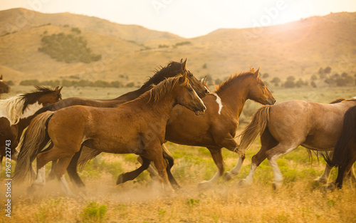 Running Horses