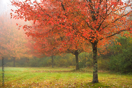 Foggy Autumn morning with brightly colored maple trees.