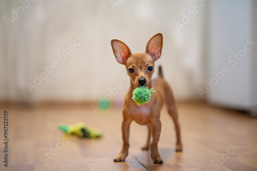Small brown dog holding green toy ball in mouth. Puppy waiting to play at home. Domestic animal behavior and pet lifestyle. Cute canine friend standing on wooden floor, animal training.