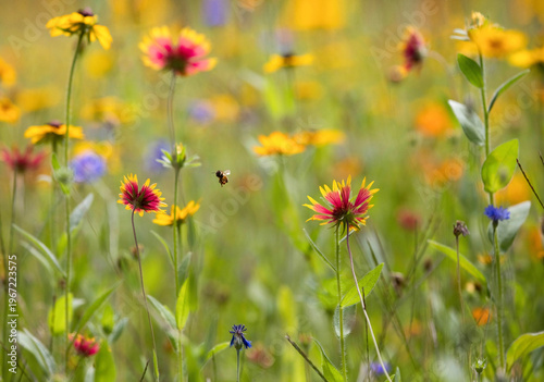 Bee in a Meadow of Wildflowers