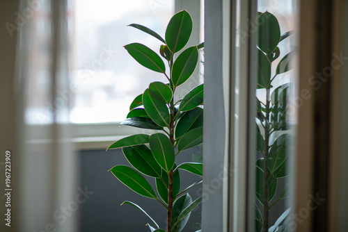 Ficus elastica plant standing near window in home interior. Rubber tree houseplant with broad dark green leaf for room decoration. Nature indoor decor and botanical living concept.