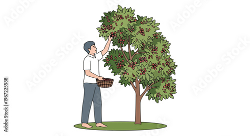 A man in casual clothes picks ripe berries from a small tree into a basket