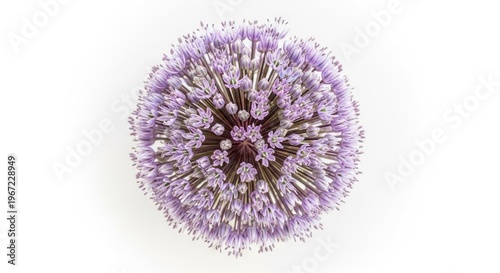 Allium flower head in full bloom against a white background top view.