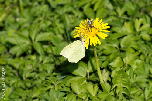 Common brimstone butterfly (Gonepteryx rhamni) sitting on yellow dandelion in Zurich, Switzerland