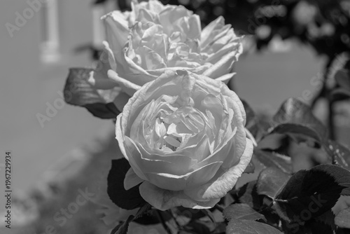 Julia Child rose, flower head closeup blooming in black and white