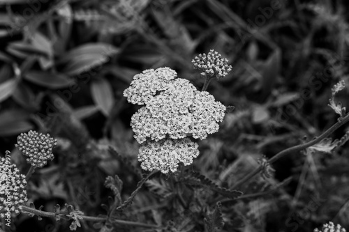 Moonshine yarrow (Achillea millefolium) tiny flower heads closeup in black and white
