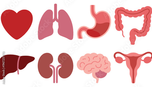 Human organ vector illustration set including heart and brain