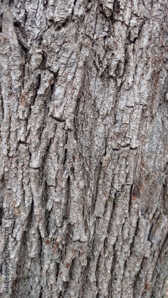 Fototapeta premium Background with natural texture of old oak bark with deep cracks and a characteristic pattern.