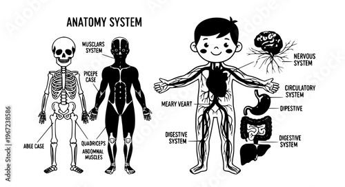 Kids anatomy body systems chart cute cartoon boy vector EPS10 isolated on white