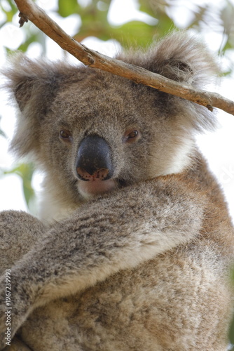 Photography Koala in Australia