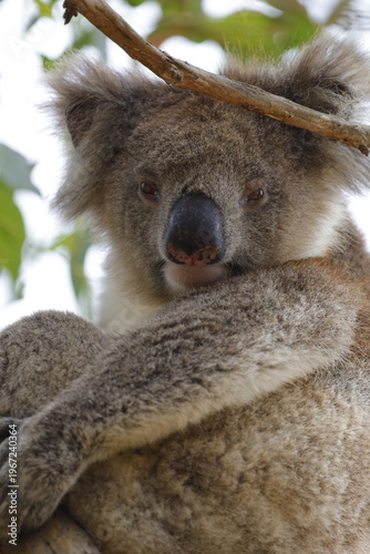 Photography Koala in Australia