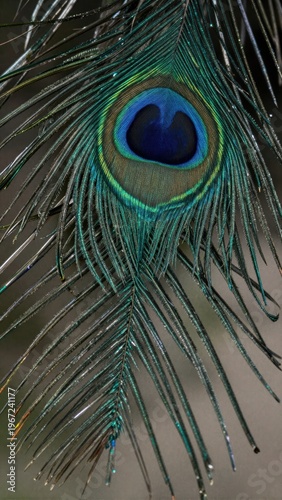 Closeup View of an Iridescent Peacock Feather Displaying Vibrant Blue and Green Colors