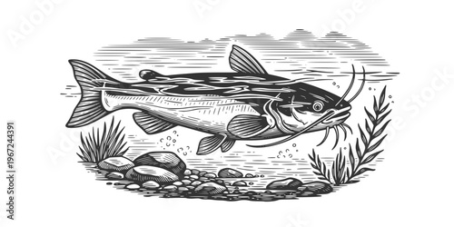 swimming catfish in river water vintage engraving illustration
