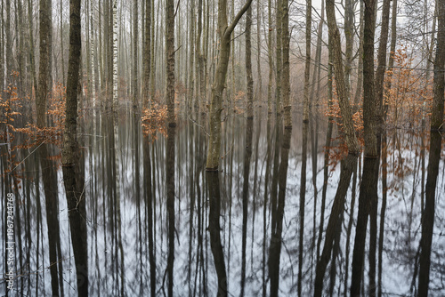 Woda, zalany las, drzewa rosnące w wodzie, naturalne środowisko Słowiński Park Narodowy, Pomorskie, Polska