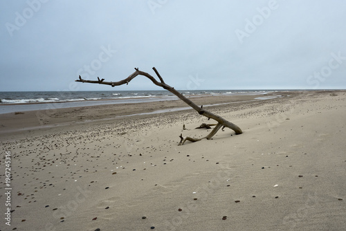 Wybrzeże Bałtyku, konar starego drzewa wyrzucony na plażę przez morze podczas sztormu