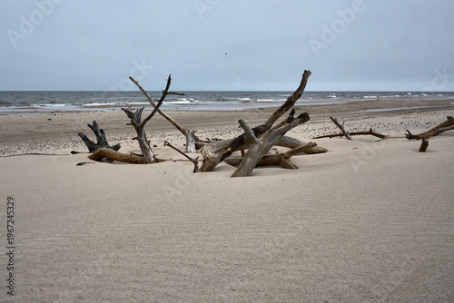 Stare konary drzew wyrzucone przez morze na plaży Bałtyku, Słowiński Park Narodowy, Pomorskie, Polska 