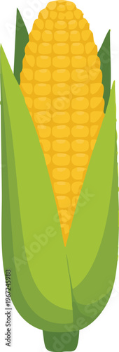 Corn Cob Vector Set – Fresh Sweet Corn with Husk and Peeled Maize Illustration Isolated on White