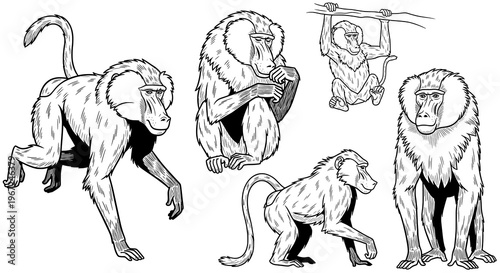 Detailed Illustrations of Various Baboon Poses and Actions