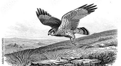 A majestic bird of prey takes flight over a rugged landscape