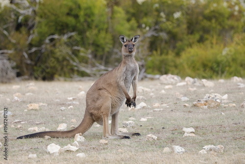 Western Grey Kangaroo on Kangaroo Island, Australia