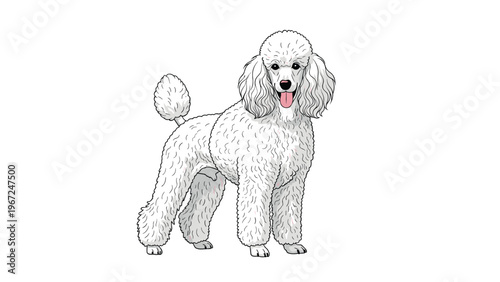 Graceful white poodle standing in a profile pose, showcasing its thick curly fur and sophisticated appearance on white background.