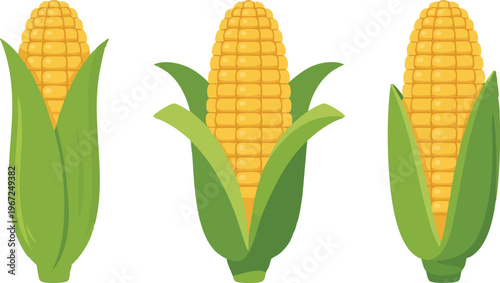 Corn Cob Vector Set – Fresh Sweet Corn with Husk and Peeled Maize Illustration Isolated on White