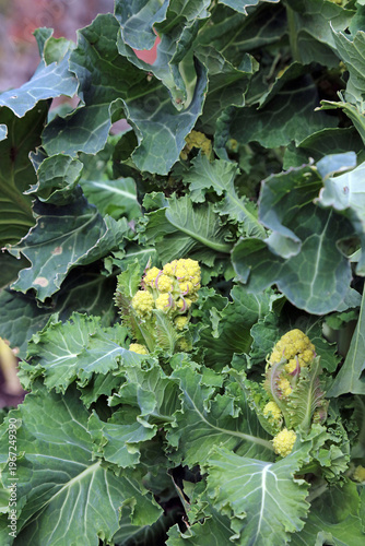 Macro image of White Sprouting Broccoli Burbank plants in Spring, Derbyshire England
