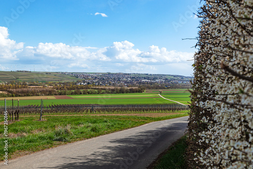 Horizontal countryside road through fields and vineyards with distant town.
