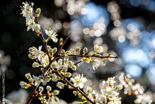 Foto Bourgeons floraux de prunellier