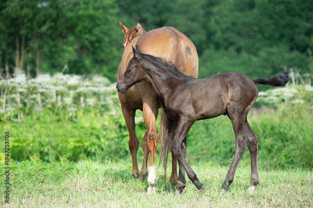 Naklejka premium beautiful black foal of sportive breed walking with mom at green meadow at freedom. morning