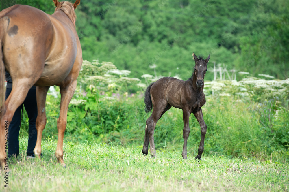Naklejka premium beautiful black foal of sportive breed walking with mom at green meadow at freedom. morning