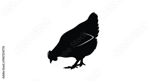 A black hen foraging on the ground a striking silhouette