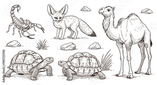 Camel, Fennec Fox, Scorpion, Turtles Desert Animals.