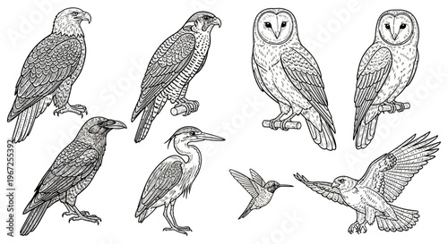Collection of Various Bird Illustrations in Flight and Perched.