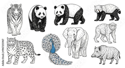 Endangered Animals Illustration Set Endemic Species.