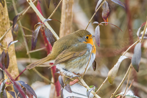 European robin perched on branch in natural winter setting