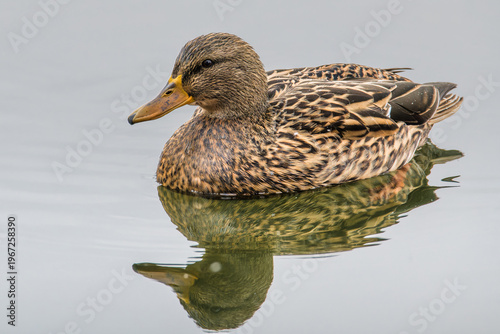Female mallard duck swimming on calm water with reflection