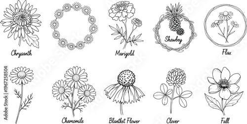 Hand drawn black and white botanical flower icon set featuring chrysanthemum marigold chamomile clover and flax illustrations for vintage nature floral design projects.