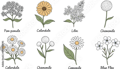 Hand drawn botanical flower icon set featuring calendula lilac chamomile and blue flax illustrations for herbal medicine gardening nature and organic floral design.