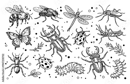 Hand edited vector set of insects with detailed line illustrations of beetles, butterflies, bees, dragonflies and larvae. Black and white nature collection for education, prints and designs.